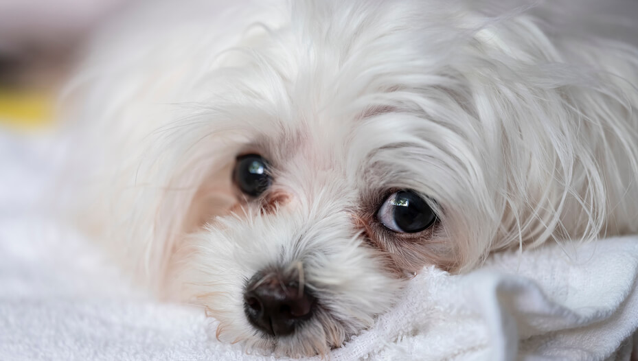 Weepy Eyes in Dogs Common Causes & Treatment Purina